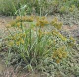 Torulinium odoratum