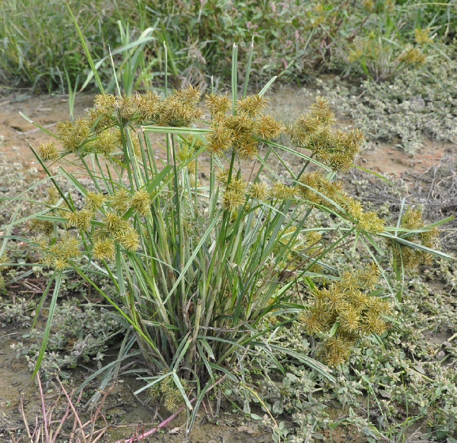 Image of Torulinium odoratum specimen.