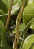 Pyrola rotundifolia. Части побегов. Московская обл., Талдомский р-н, окр. пос. Запрудня, смешанный лес. 17.06.2015.