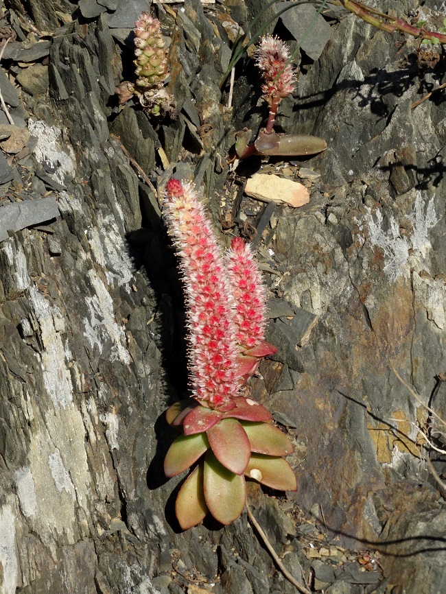 Image of Orostachys malacophylla specimen.