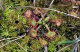 Drosera rotundifolia. Вегетирующее растение. Пермский край, Краснокамский р-н, окр. ст. Шабуничи, сфагновое болото на берегу торфяного озера. 21.05.2016.