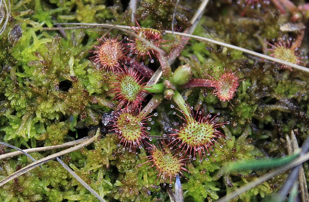 Изображение особи Drosera rotundifolia.