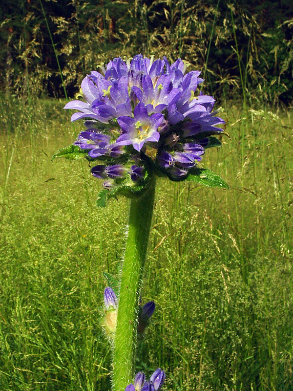Изображение особи Campanula cervicaria.