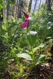 Cypripedium &times; ventricosum