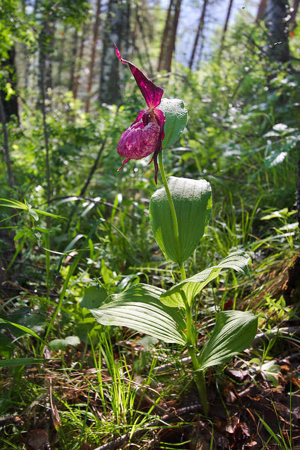 Изображение особи Cypripedium &times; ventricosum.