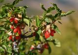 Lonicera hispida. Верхушка ветви с соплодиями. Казахстан, Тянь-Шань, хр. Заилийский Алатау, ущ. Левый Талгар, р-н устья р. Туристов, 2800 м н.у.м., остепнённый луг. 01.09.2016.