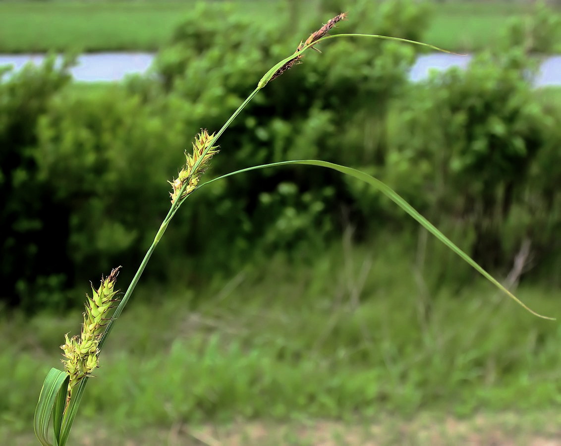 Image of Carex raddei specimen.