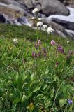 Valeriana alpestris