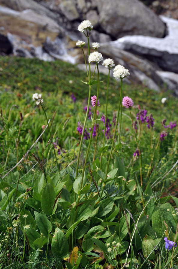 Изображение особи Valeriana alpestris.