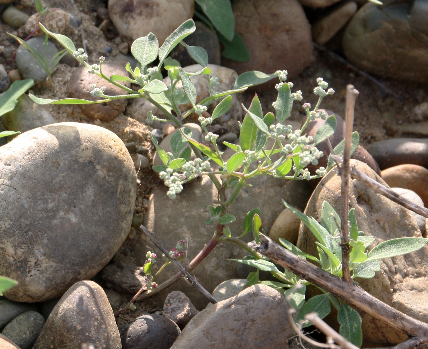 Image of Chenopodium karoi specimen.