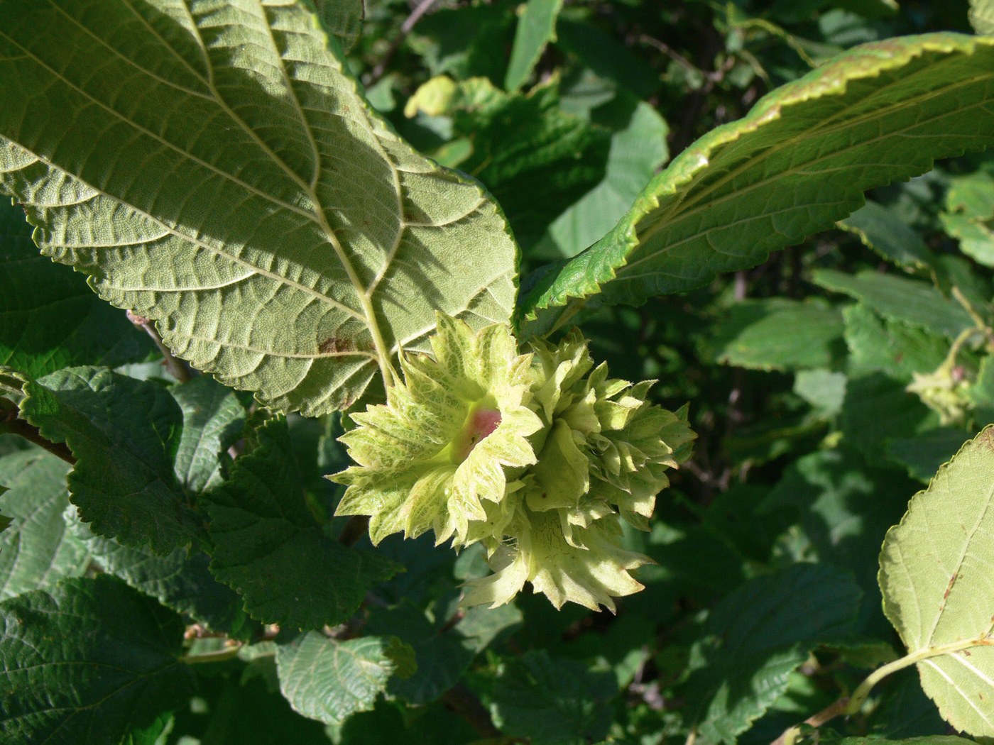 Image of Corylus heterophylla specimen.