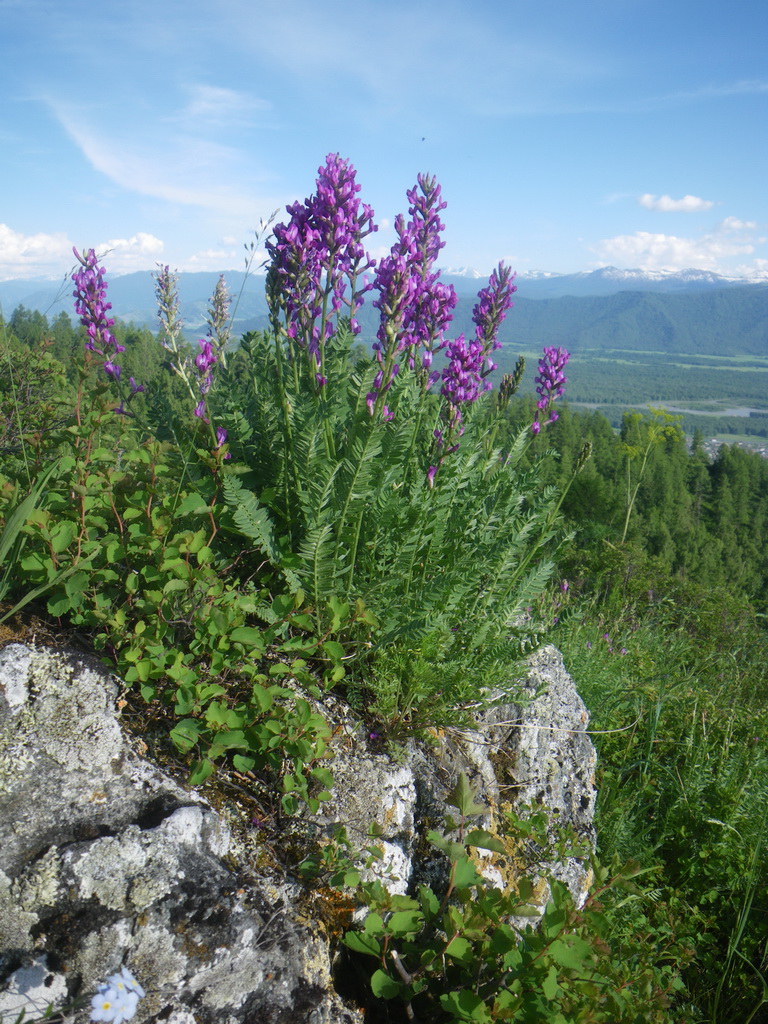 Изображение особи Oxytropis confusa.