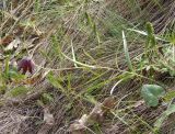 Fritillaria ruthenica