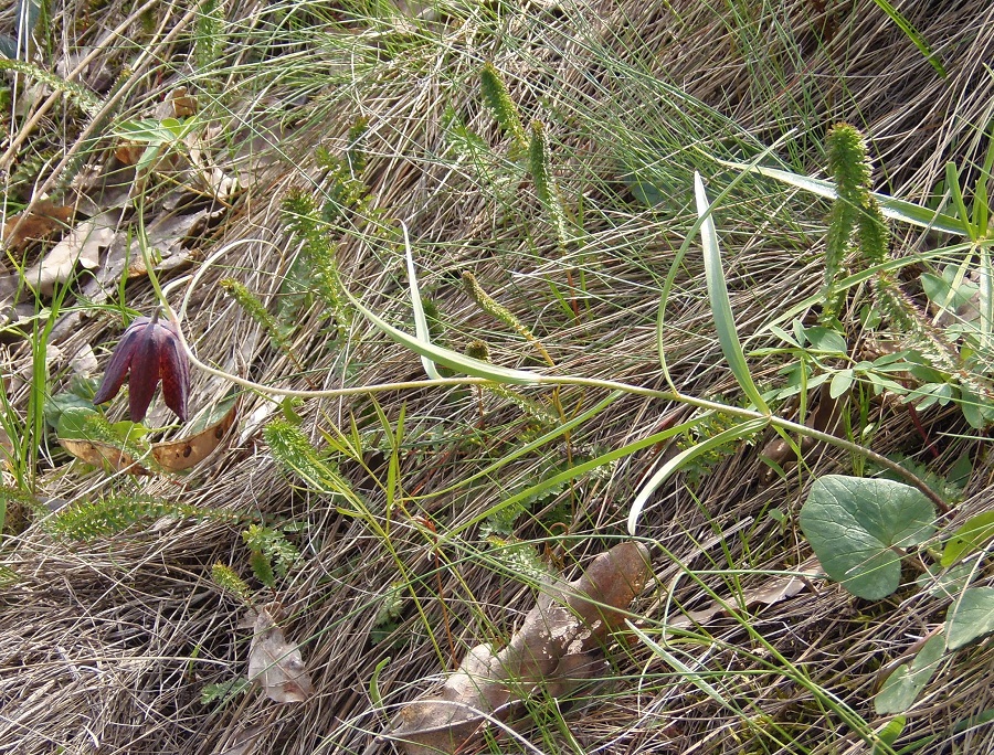 Изображение особи Fritillaria ruthenica.