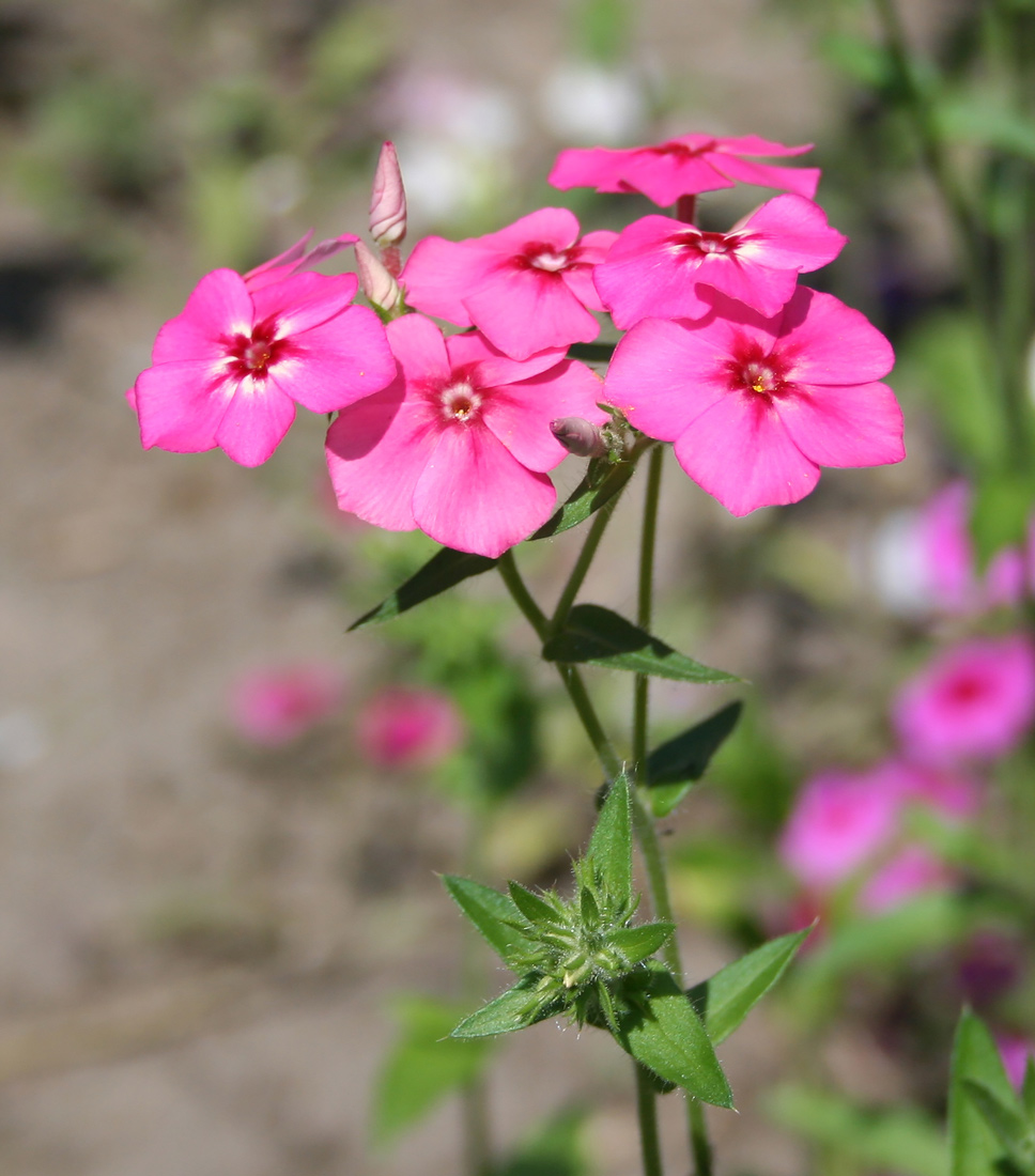 Image of Phlox drummondii specimen.