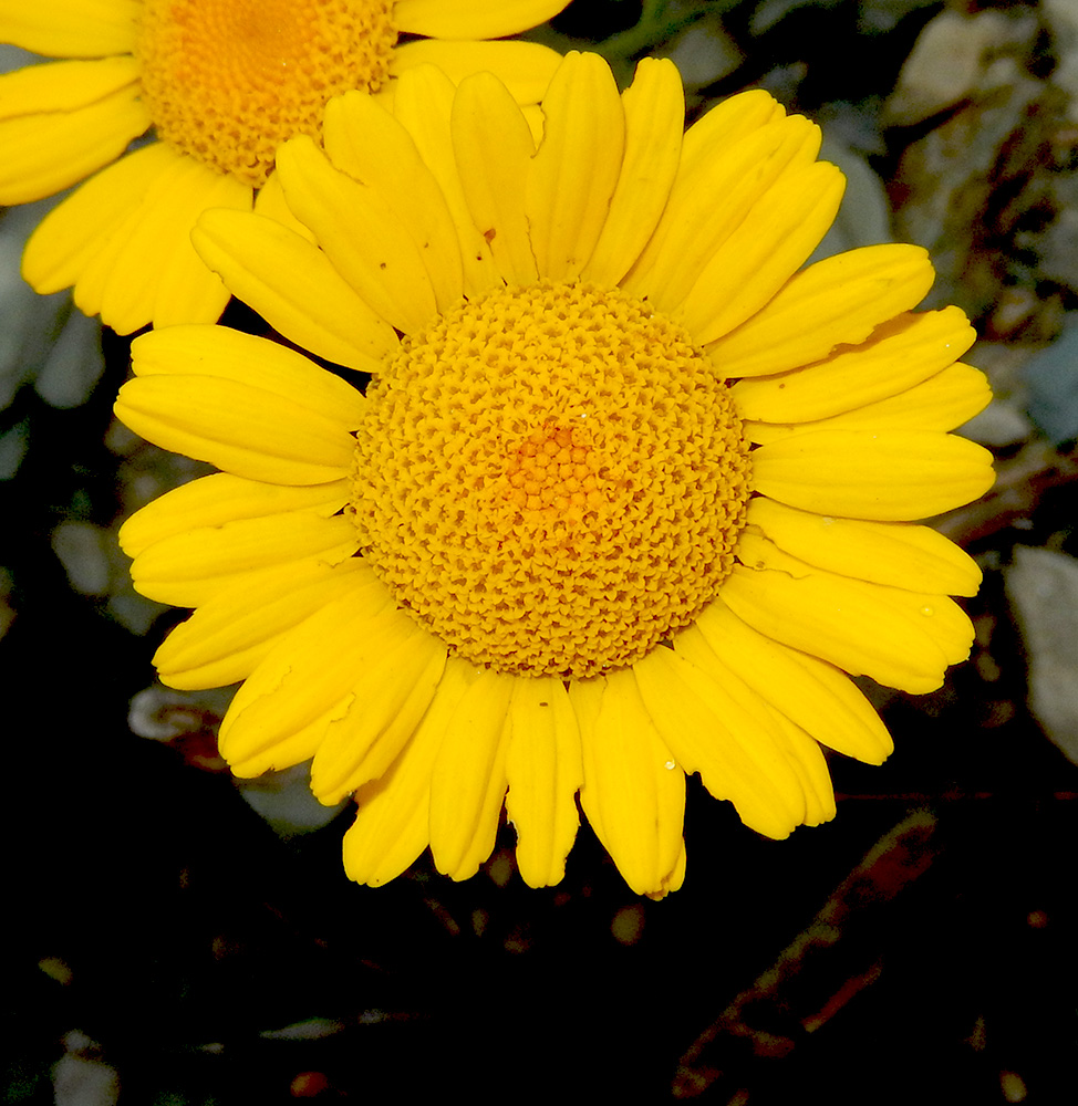 Image of Anthemis tinctoria specimen.