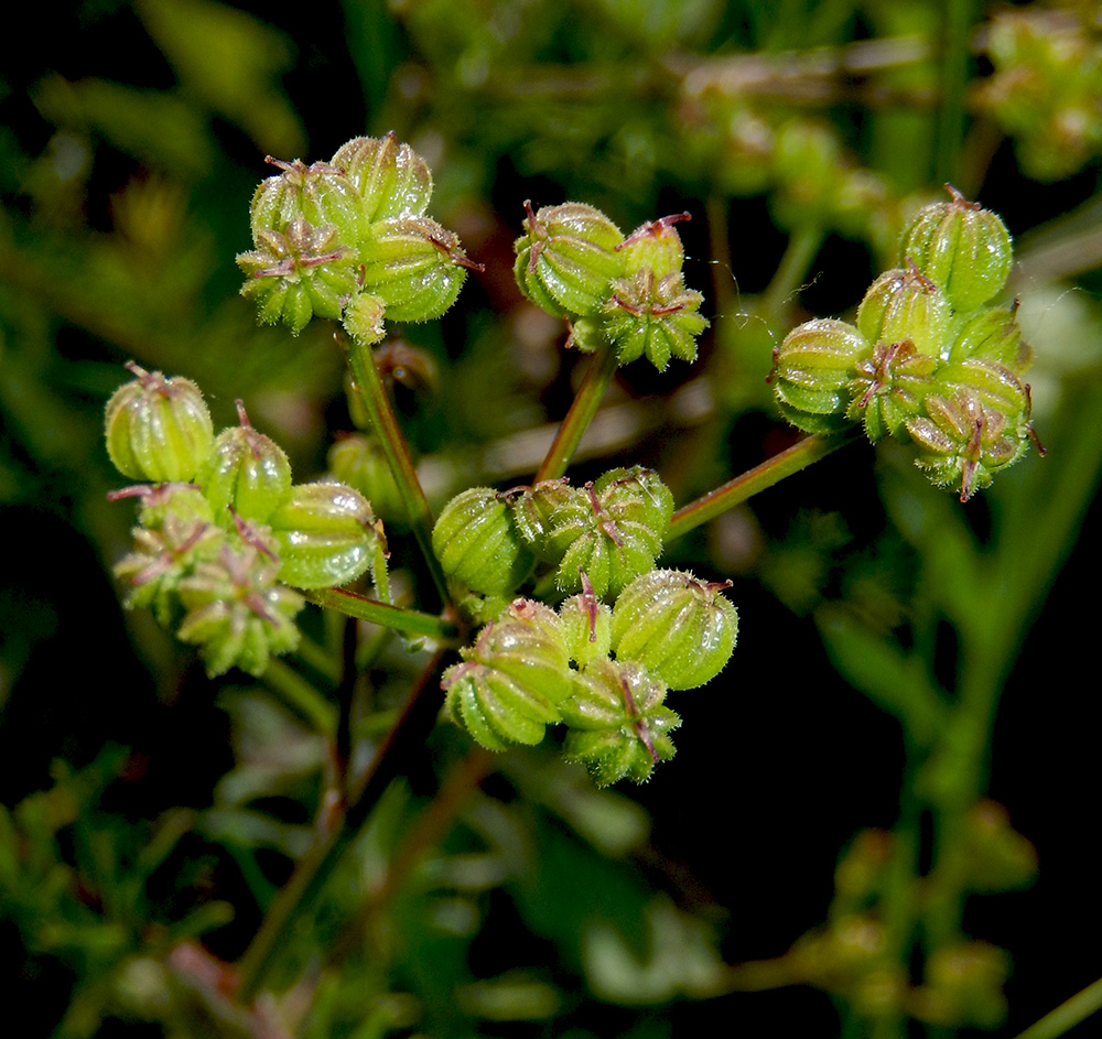 Image of Trinia hispida specimen.