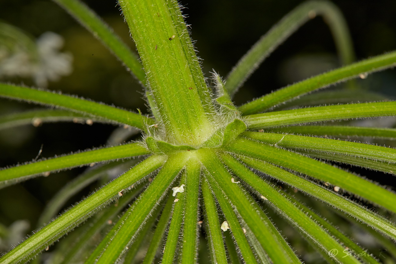 Image of Heracleum mantegazzianum specimen.