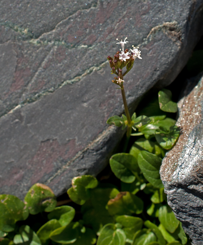 Image of Valeriana martjanovii specimen.