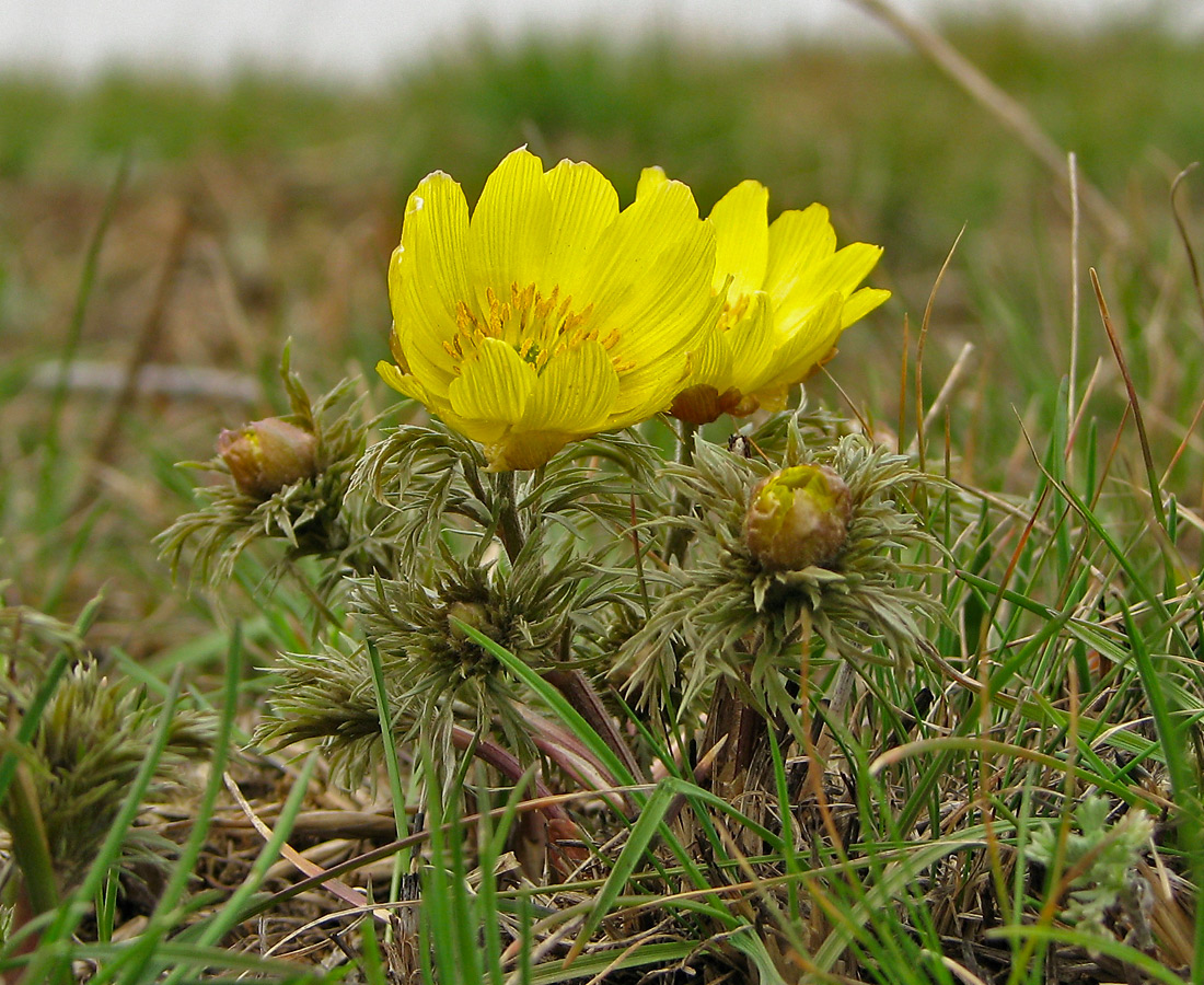 Image of Adonis volgensis specimen.