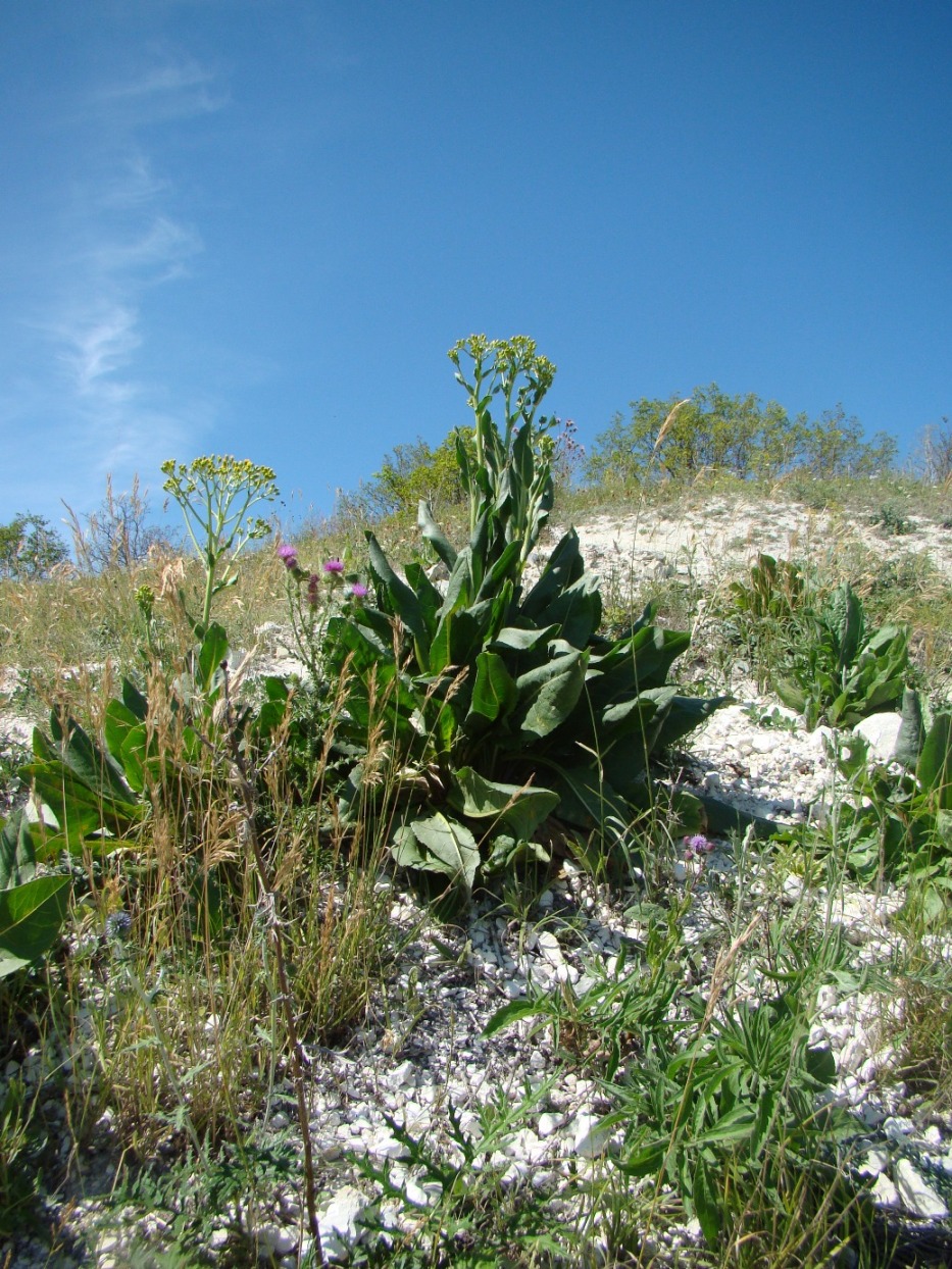 Image of Senecio schwetzowii specimen.