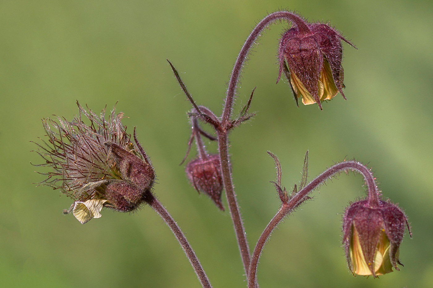 Image of Geum rivale specimen.
