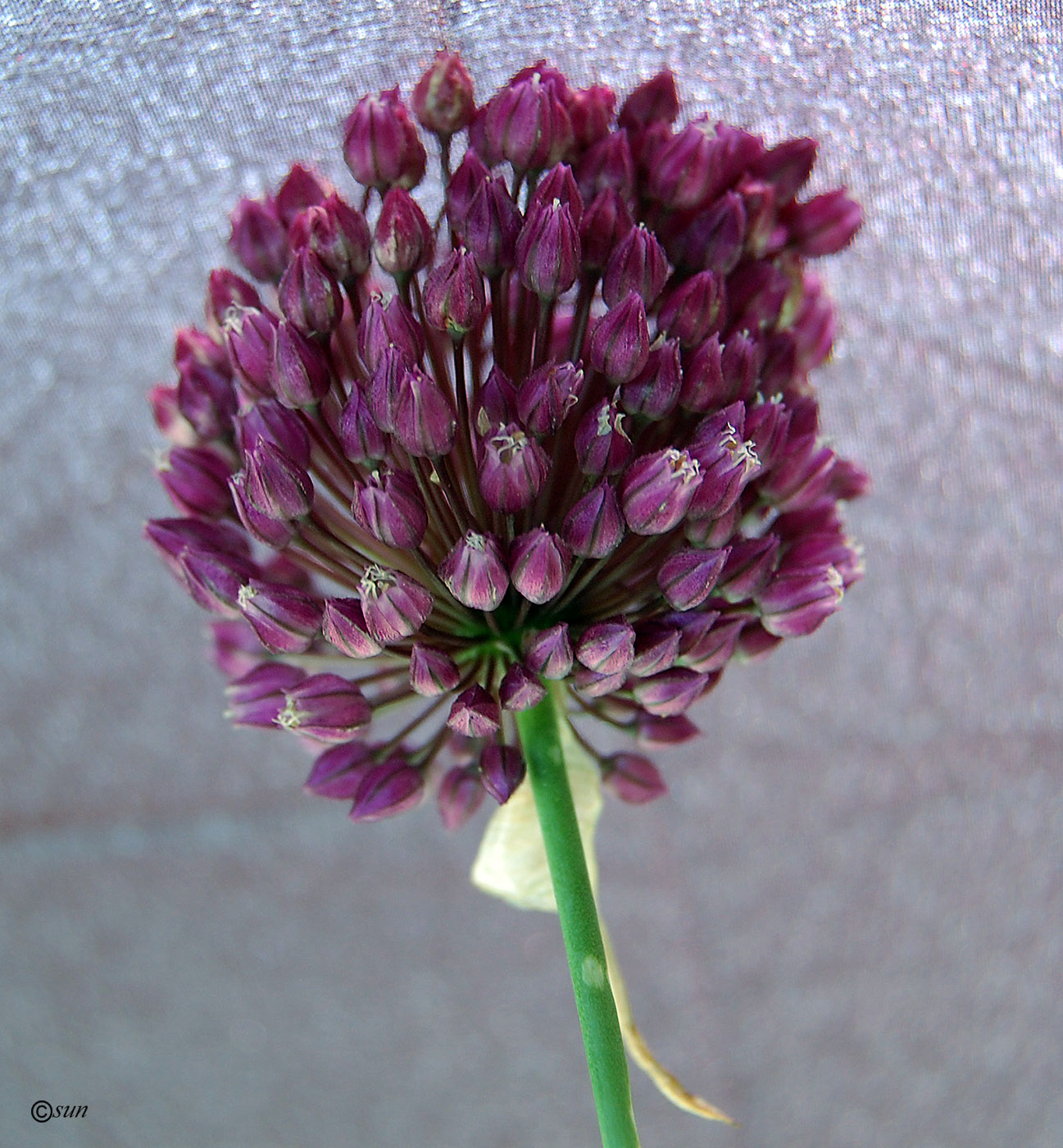 Image of Allium rotundum specimen.