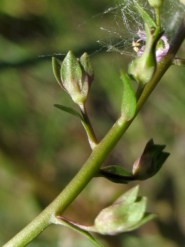 Image of Veronica catenata specimen.