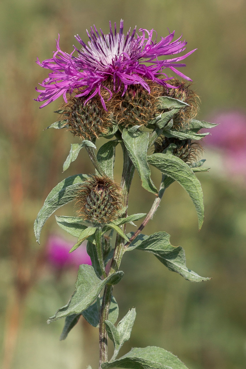 Image of Centaurea pseudophrygia specimen.