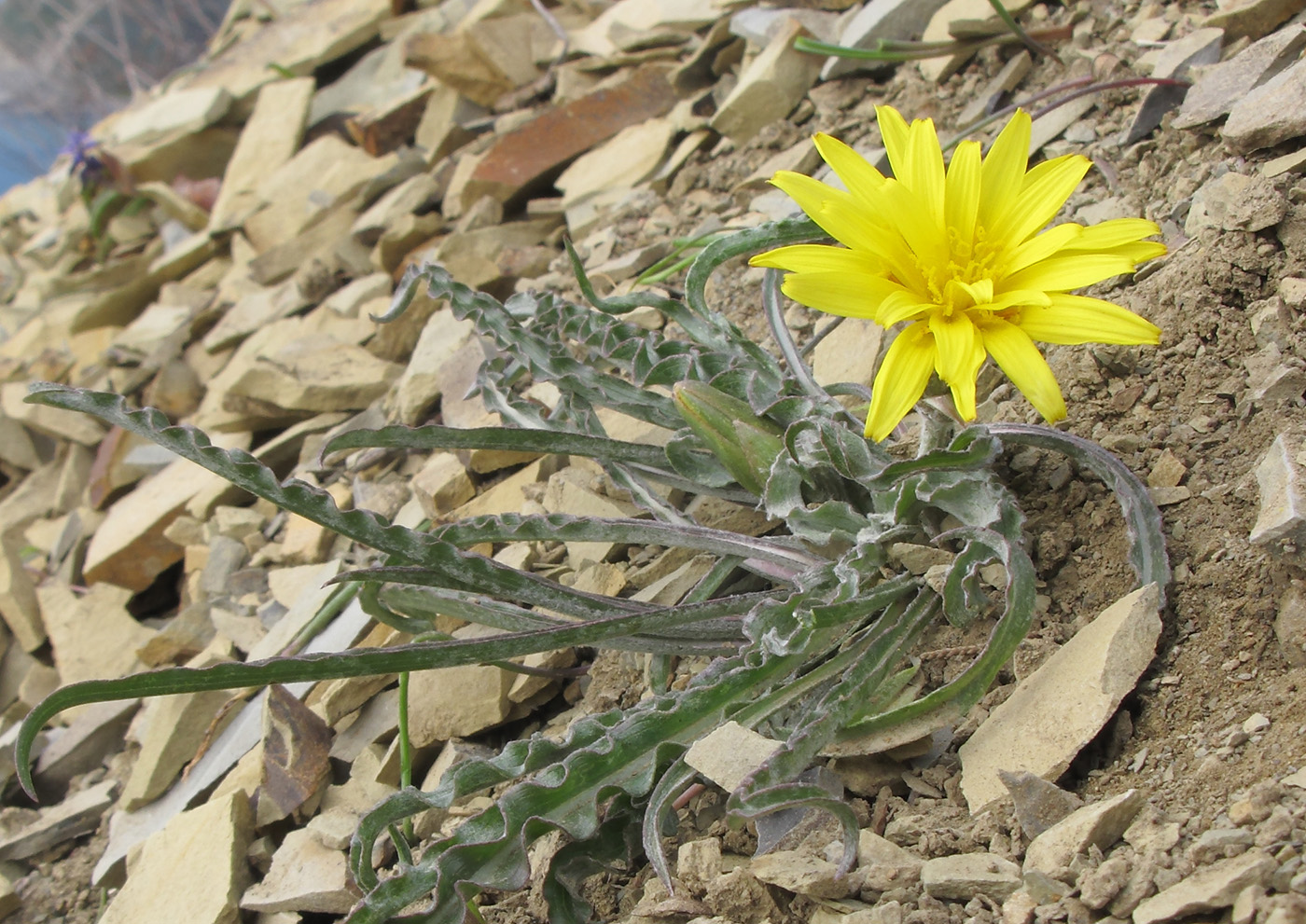 Image of Scorzonera turkeviczii specimen.