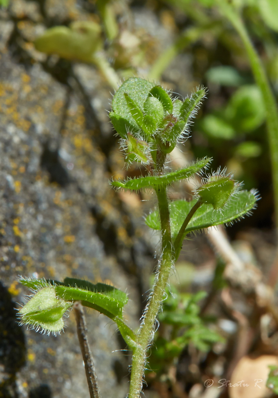 Image of Veronica hederifolia specimen.