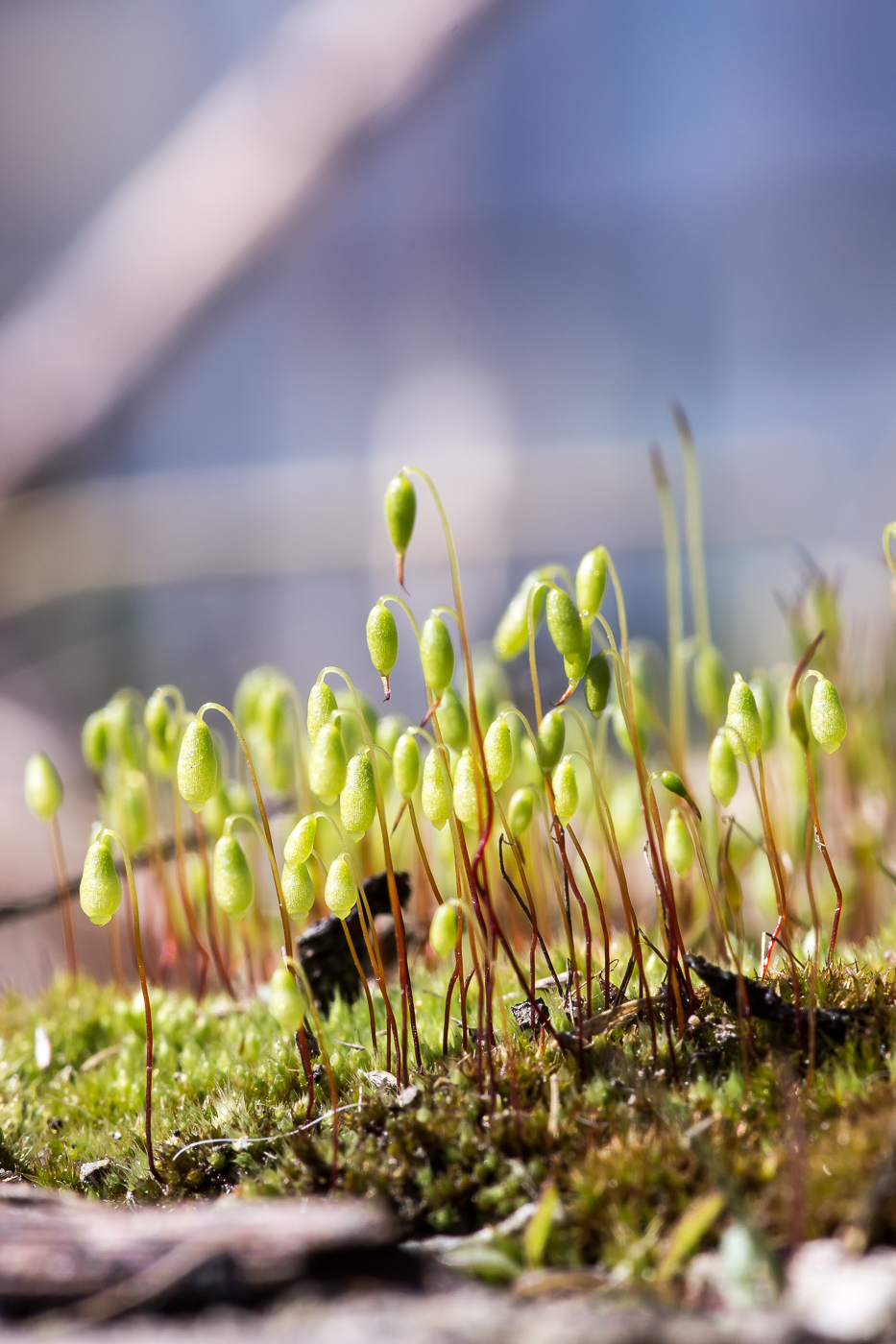 Image of genus Bryum specimen.