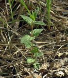 Scutellaria hastifolia. Молодой побег. Север Краснодарского края, лесополоса в пойме р. Ея. 03.05.2017.