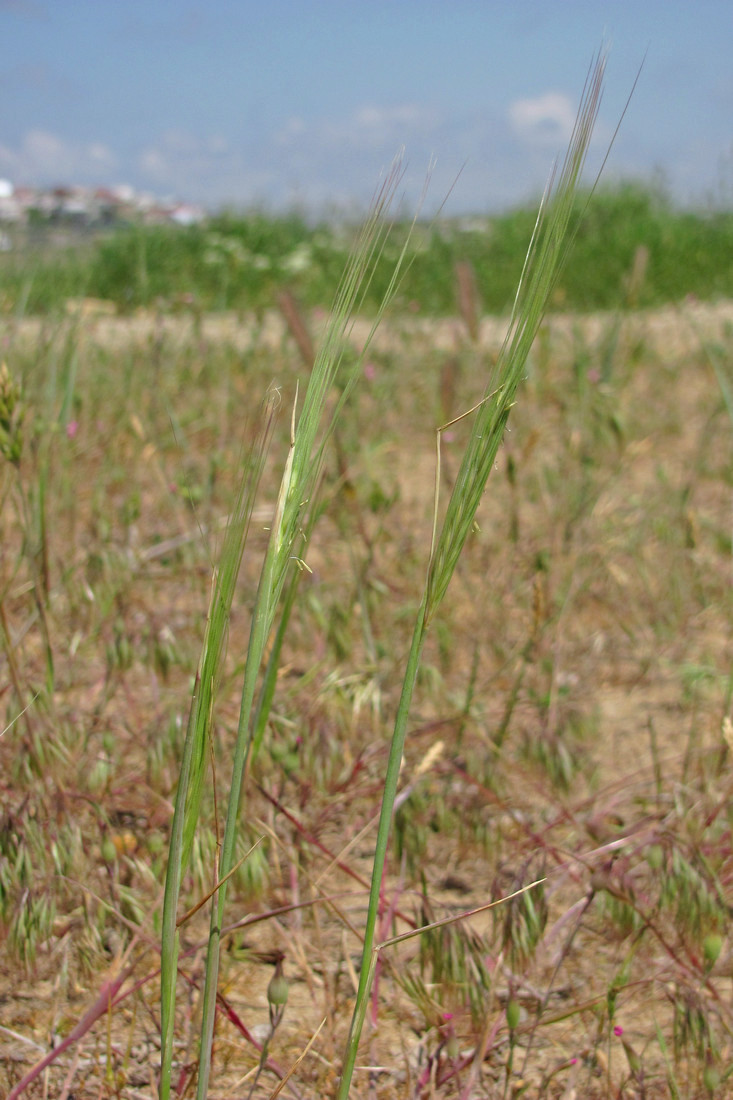 Image of Secale sylvestre specimen.