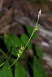 Carex xiphium