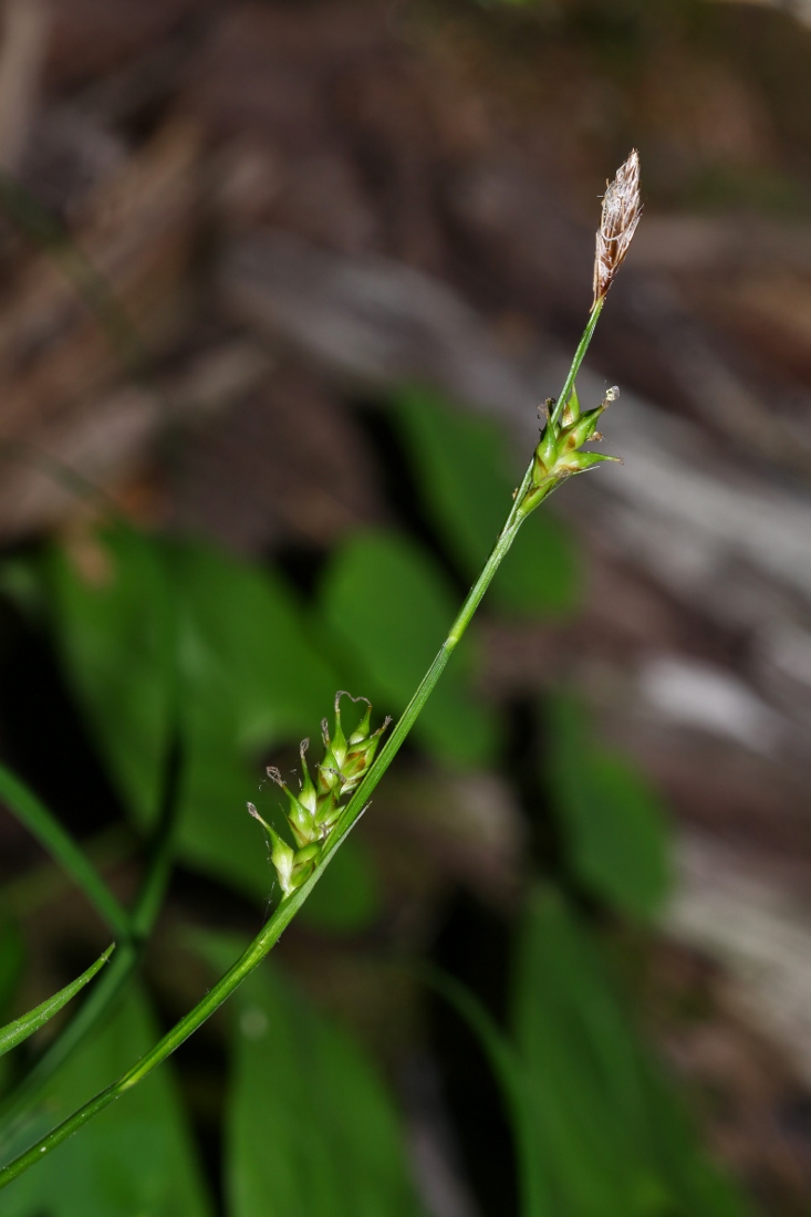Изображение особи Carex xiphium.