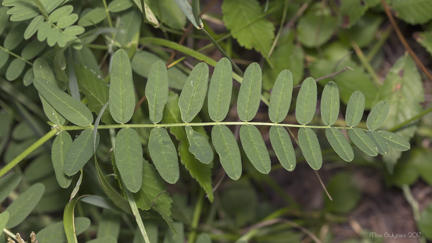 Изображение особи Astragalus cicer.