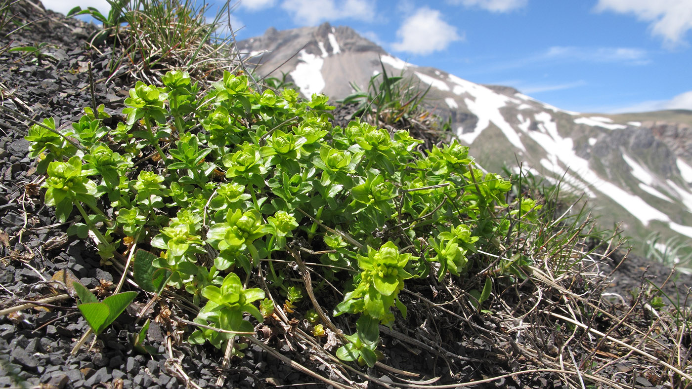 Image of genus Cruciata specimen.