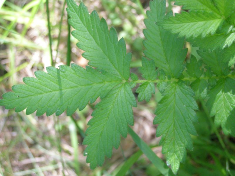 Image of Agrimonia eupatoria specimen.