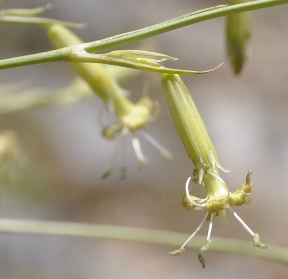 Image of Silene radicosa specimen.