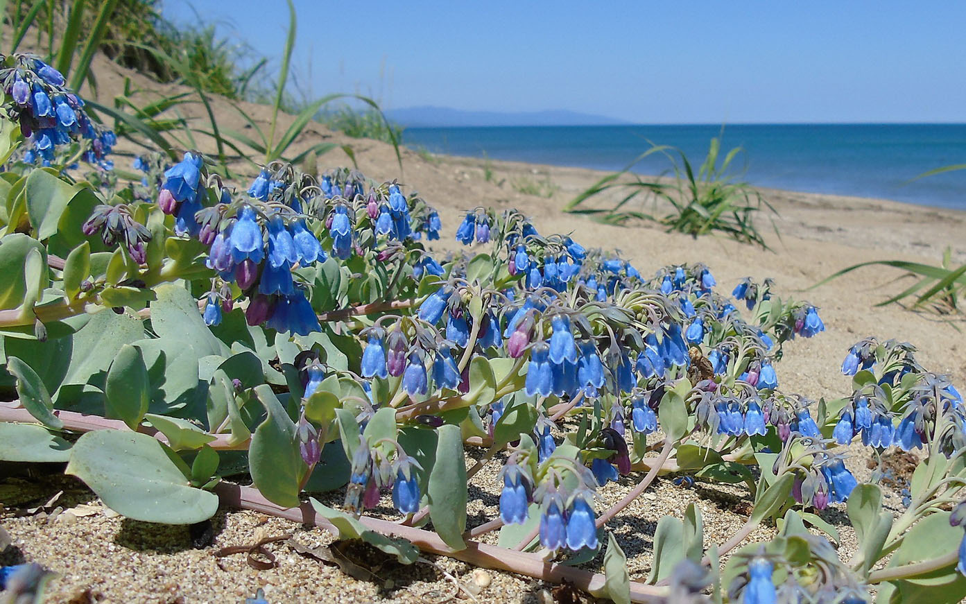 Image of Mertensia maritima specimen.