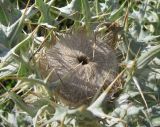 Cirsium cephalotes. Развивающиеся соцветия и основания листьев. Кабардино-Балкария, Эльбрусский р-н, долина р. Ирик, ок. 2300 м н.у.м. 28.07.2017.