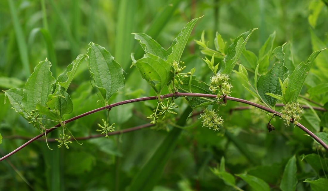 Image of Smilax maximowiczii specimen.