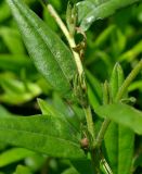 Aegonychon purpureocaeruleum. Средняя часть генеративного побега с завязавшимися плодами. Краснодарский край, окраина г. Геленджик, лесопосадка вдоль просёлочной дороги. 06.06.2017.