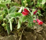 Echium amoenum. Верхушка побега с соцветием. Азербайджан, Масаллинский р-н, Талышские горы, ущелье р. Виляшчай. 14.04.2010.