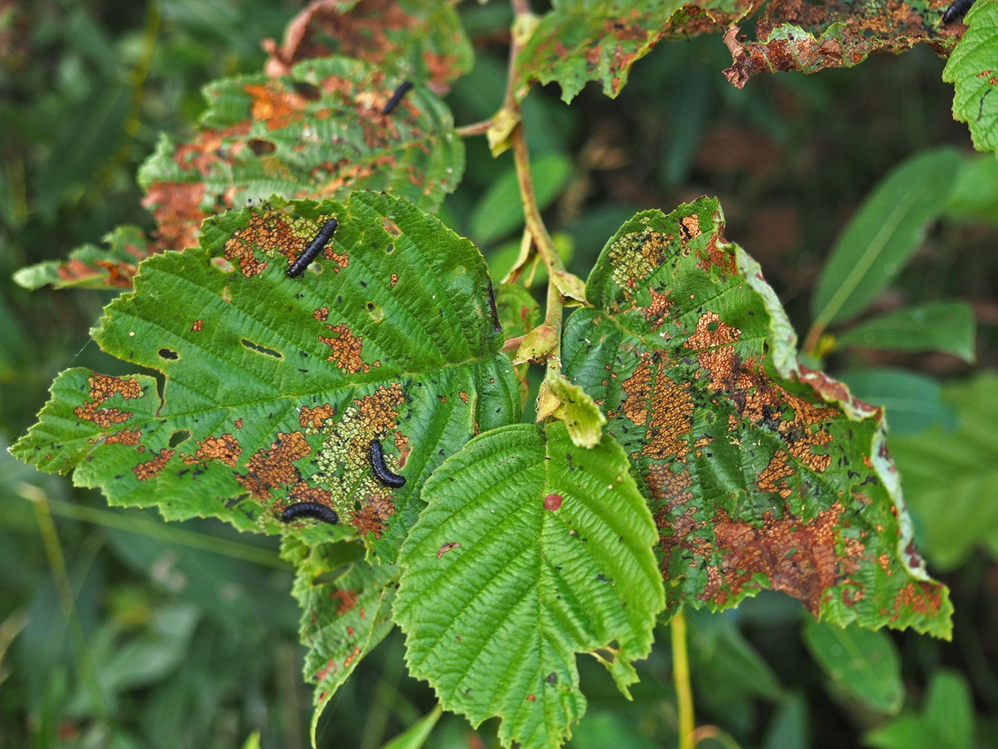 Изображение особи Alnus incana.