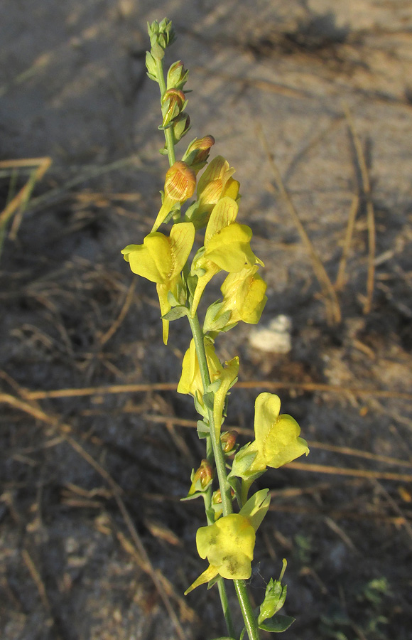 Image of Linaria genistifolia specimen.