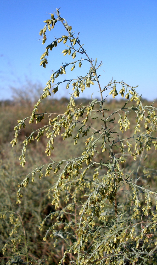 Изображение особи Artemisia santonicum.