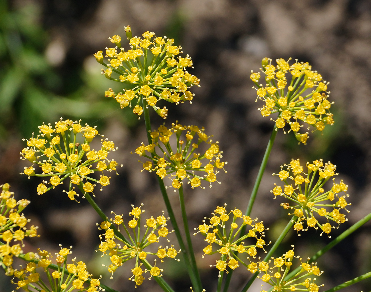 Изображение особи Anethum graveolens.