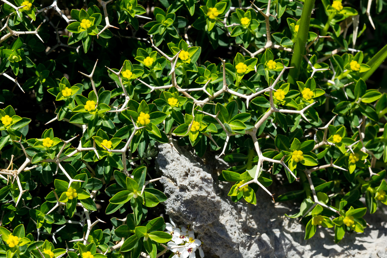 Изображение особи Euphorbia acanthothamnos.